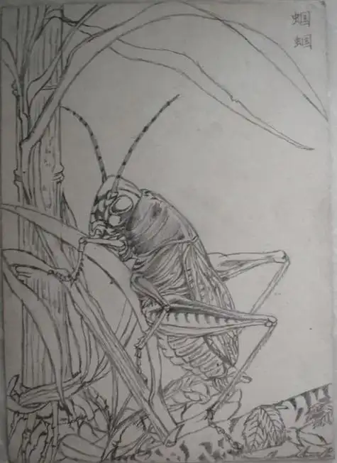 蝈蝈的简笔画 蝈蝈的简笔画图片大全