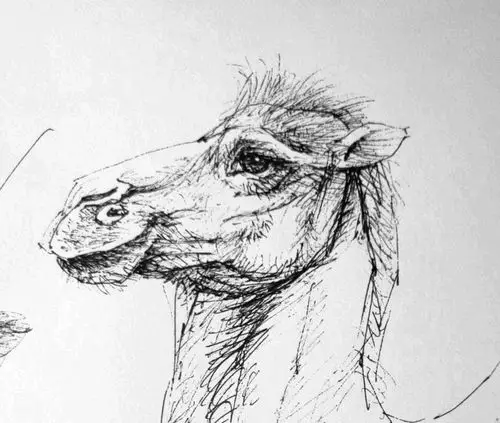 草原上的速写—骆驼