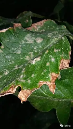 "顽固"杂症整理|作物常见病害归类与用药配方大全