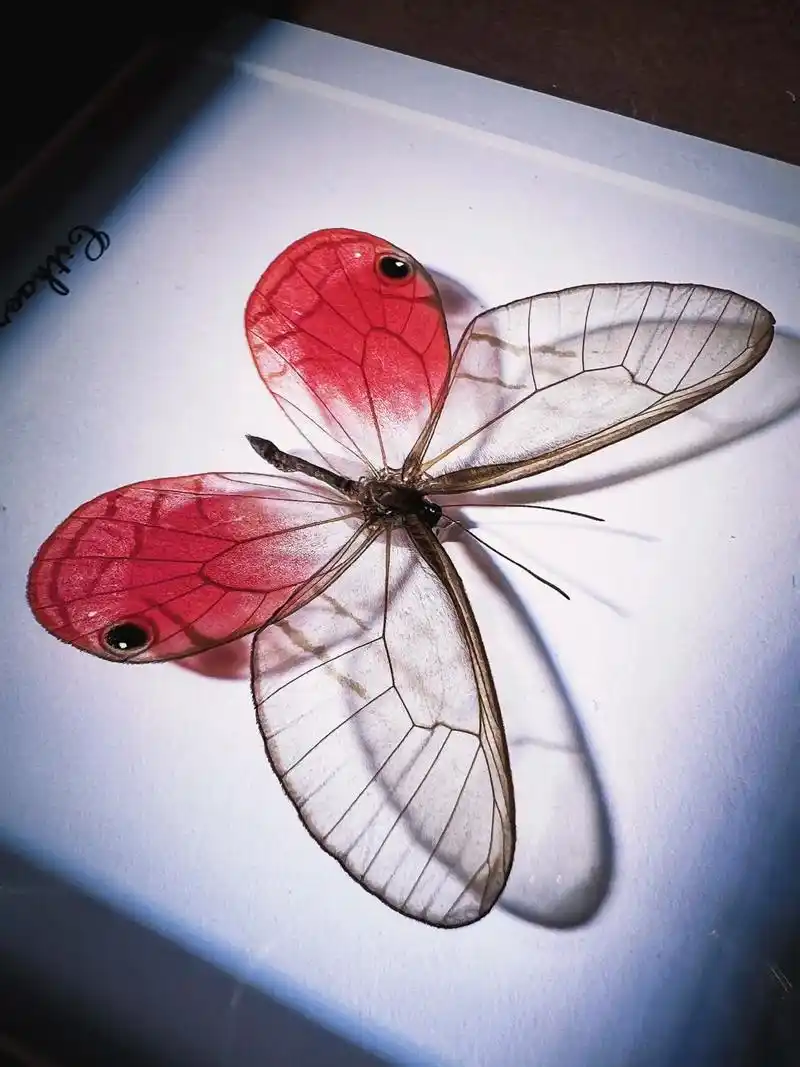 玫瑰绡眼蝶:别名玫瑰水晶眼蝶,为鳞翅目,眼蝶科,绡眼蝶属动物