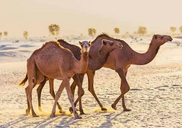 而且骆驼还是沙漠环境的典型代表动物