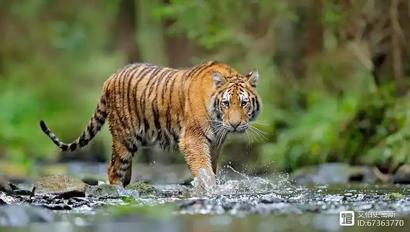 平常用于保持身体平衡,以及驱赶蚊虫等等,但是在捕猎时,老虎的尾巴就