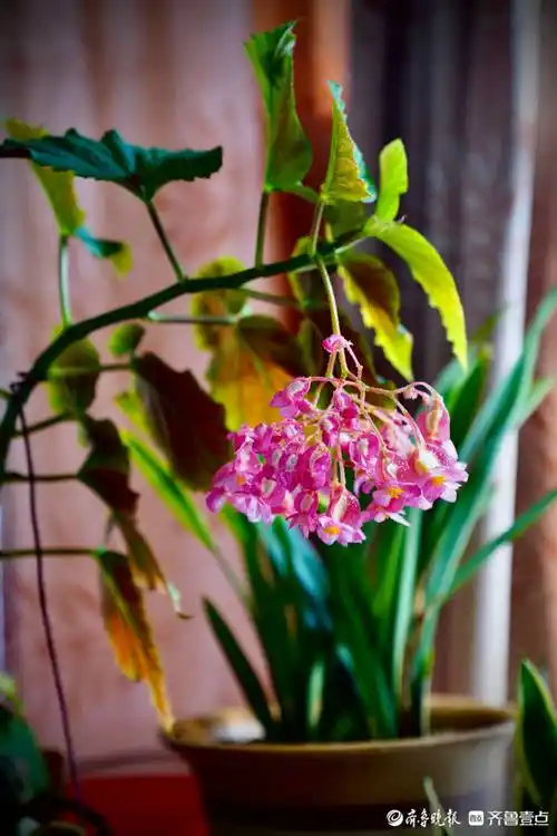 竹节海棠花盛开寓意幸福生活节节高
