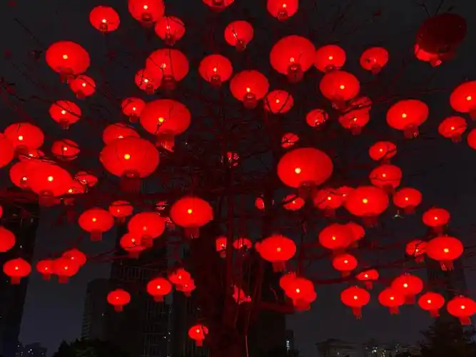 大红灯笼高高挂万绿园的红灯笼树