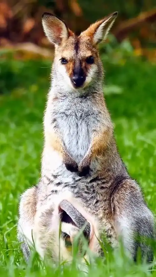 分布于澳大利亚东部热带雨林中的红颈袋鼠