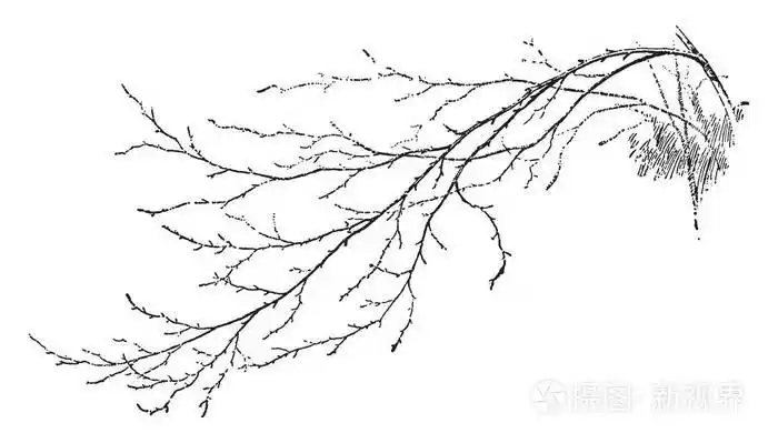 显示树枝或树枝的图画, 老式线条图画或雕刻插图