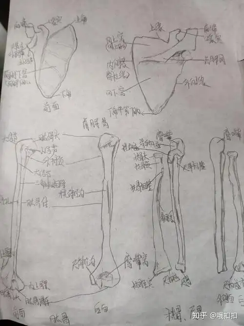 各部脊椎都要怎样画请配上图谢谢