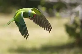 p>回声 a href="#" data-lemmaid="359436">鹦鹉 /a>(学名