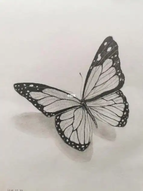 蝴蝶素描画蝴蝶素描画图片大全