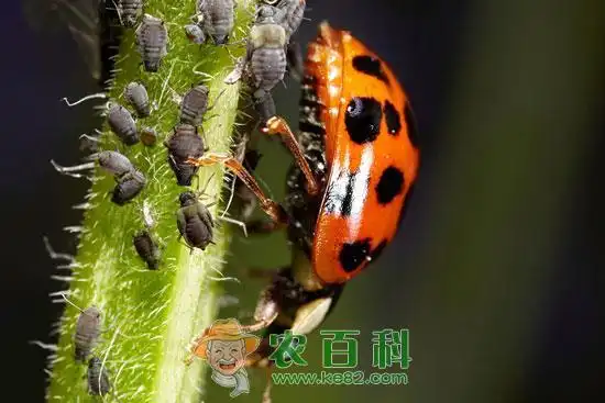 蚜虫的天敌有哪些蚜虫怎么治