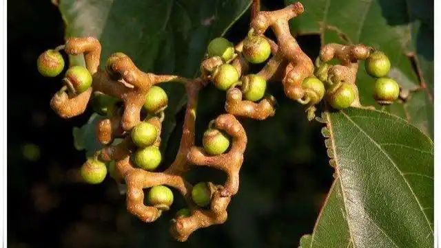 农村这几种野生水果,城里再有钱也买不着