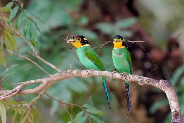 广西龙滩自然保护区长尾阔嘴鸟