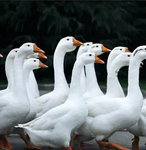 招商 农家散养大白鹅四季大鹅新鲜现杀老鹅招代理商