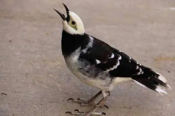 花八哥幼鸟怎么养花八哥怎么分公母