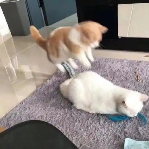 求这个猫猫飞扑的动图版