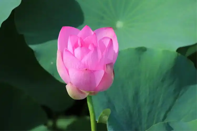 铁古庙社区中老年金山湖风景区行摄游记