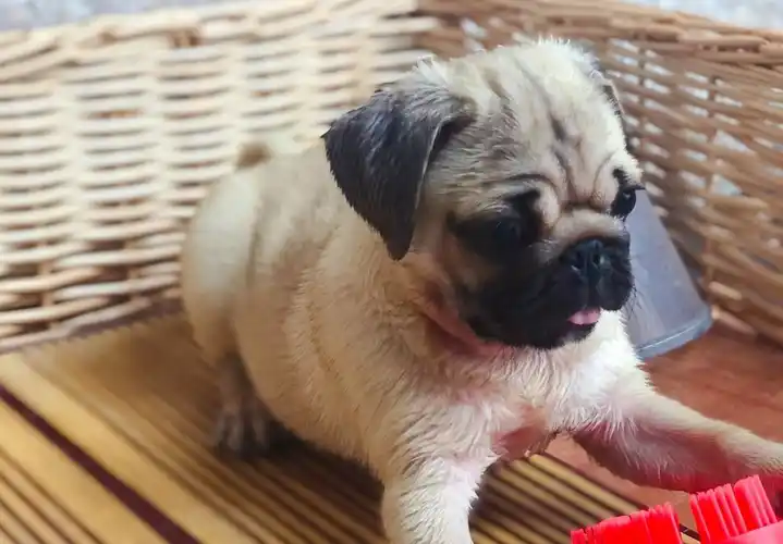 巴哥幼犬多少钱一只?_因为_纯种_时候