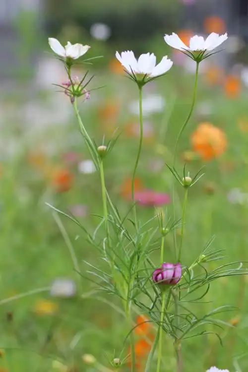 格桑花儿开,芳香飘四海.