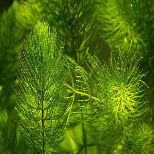 水草金鱼藻植物咋米养蟹水景用草水族园林草苗水草