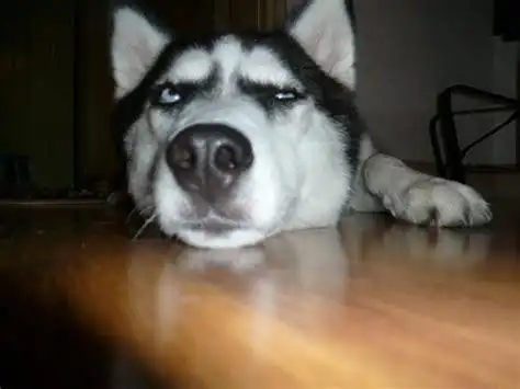 哈士奇图片搞笑表情包抖音哈士奇狗头表情包2022已更新今日热点