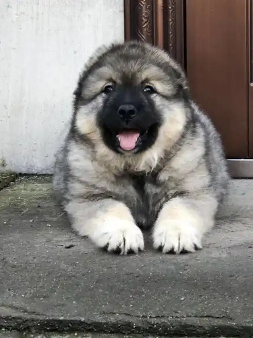 高加索犬纯种高加索犬纯种多少钱水浒国誉猛犬