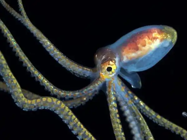 章鱼科 /a>26属252种海洋 a target="_blank" href="/item/软体动物">