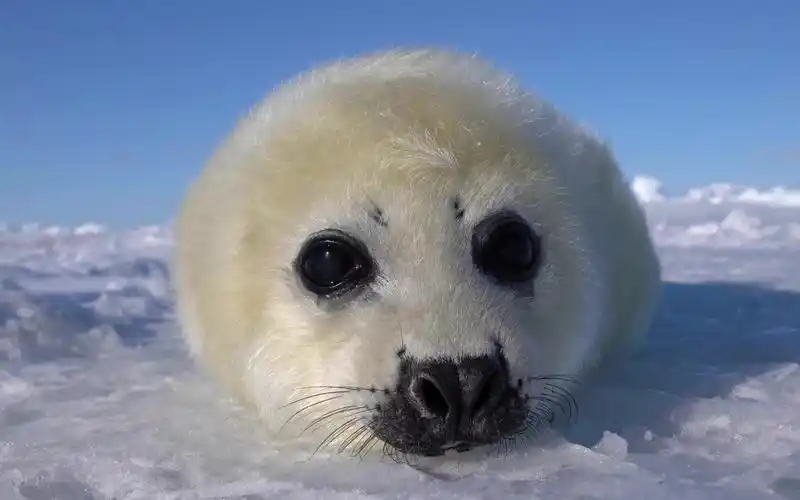 因为太年轻不知道该在镜头前做什麽的小海豹babyharpsealch