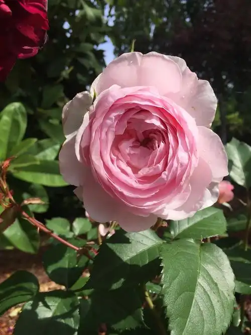 olivia rose austin 粉嫩粉嫩的