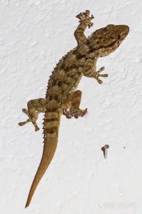 墙上的壁虎照片-正版商用图片070yoj-摄图新视界