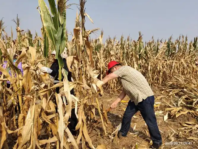 县编办帮贫困户收玉米