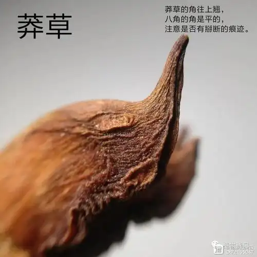 八角与莽草