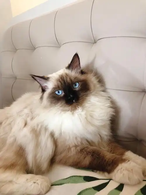 重点色布偶猫也可以很可爱(超级乖真是小天使了)