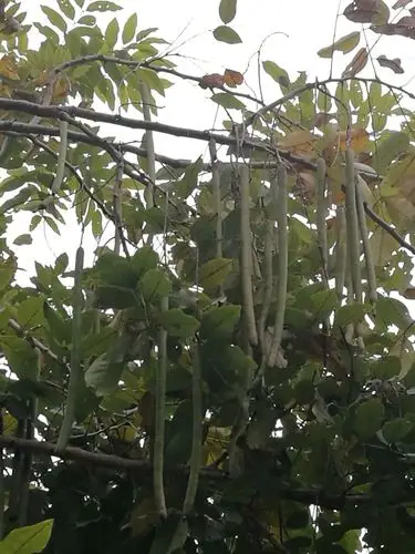 广州结豆角的树
