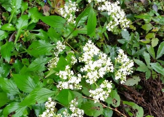败酱草的正品应是败酱科的白花败酱,黄花败酱的全草,黄花败酱为败酱草
