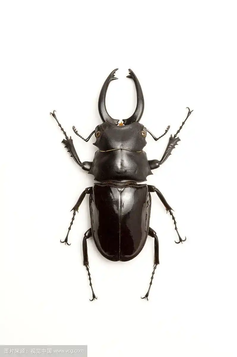 锹形虫,甲虫,昆虫,鞘翅目,鬼艳锹形虫