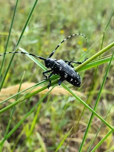 臭名昭著的天牛山东摄影家俱乐部最满意的风光照