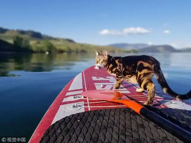 这只喜欢水的"网红猫咪"火了!每天陪主人去划船,生活超级惬意