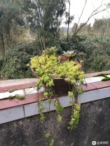 图作者 | q197420你家有废弃的坛子吗?不如也来试试种花吧!
