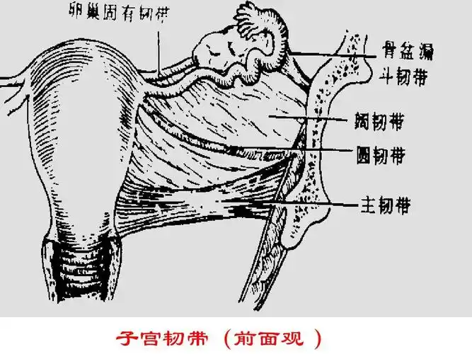 子宫韧带(前面观
