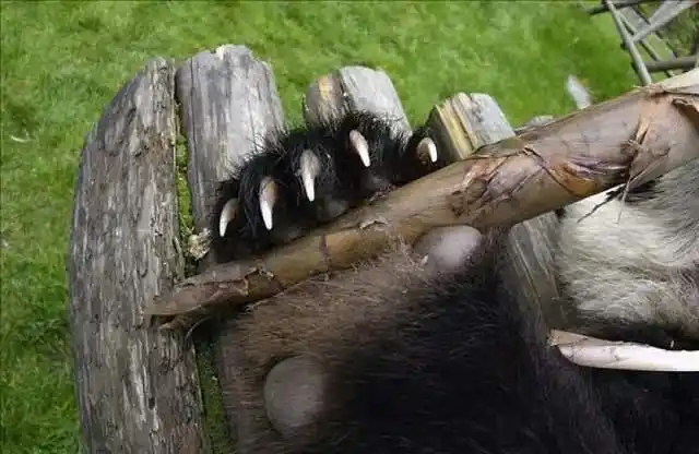 大熊猫的实力被低估了吗?它在猛兽中属于什么级别的?