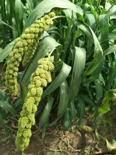 还有农作物:谷子