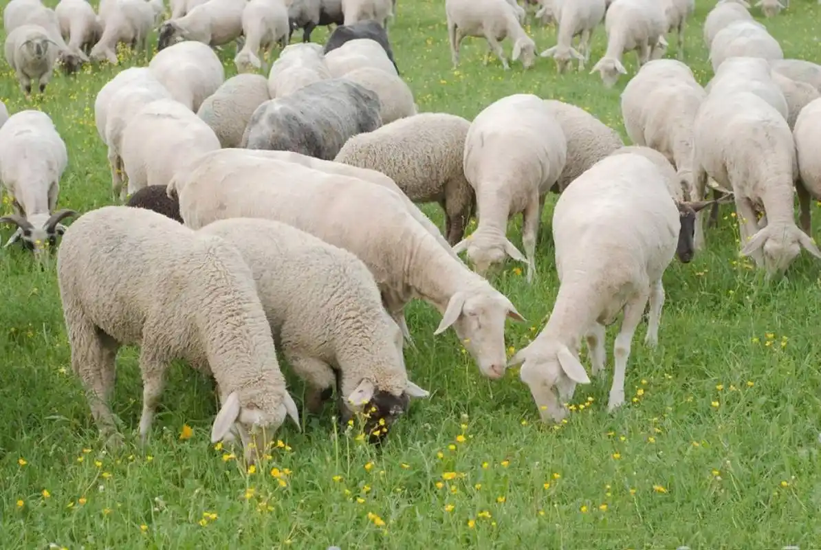 农村俗语"山羊怕交九,绵羊怕打春"是什么意思呢?