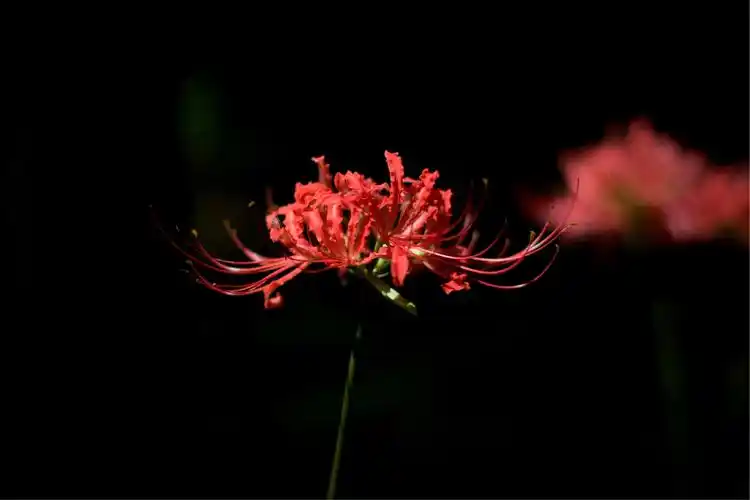 彼岸花又名曼珠沙花.