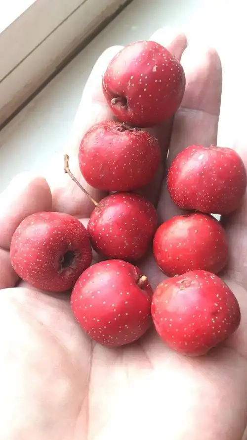 品种名:甜红子山楂 品种名:甜红子山楂 单颗重:    10克 果