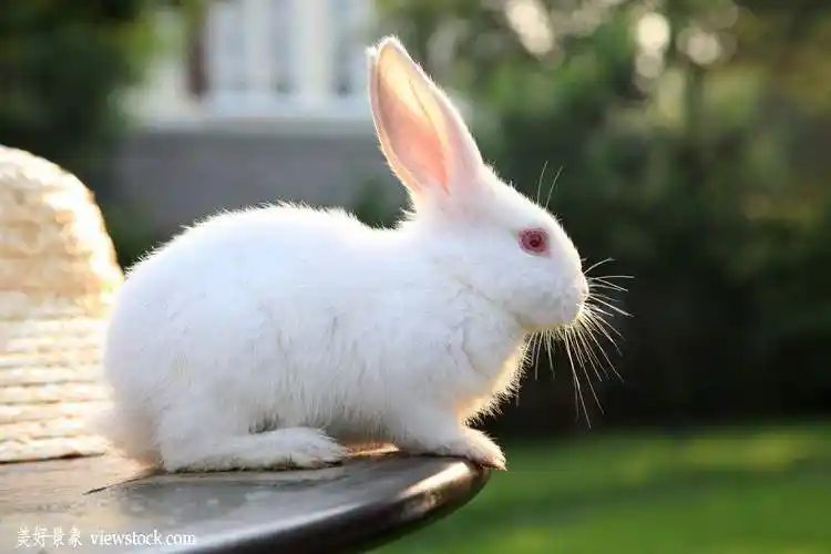 怎样养兔子才能"赚大钱",这些养兔子的最新方法,你知道么?