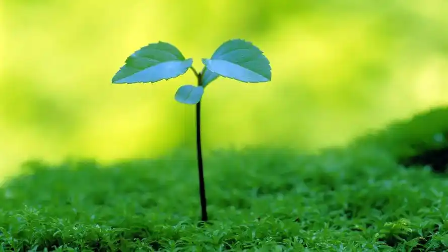 简单护眼的美景素材_风景壁纸