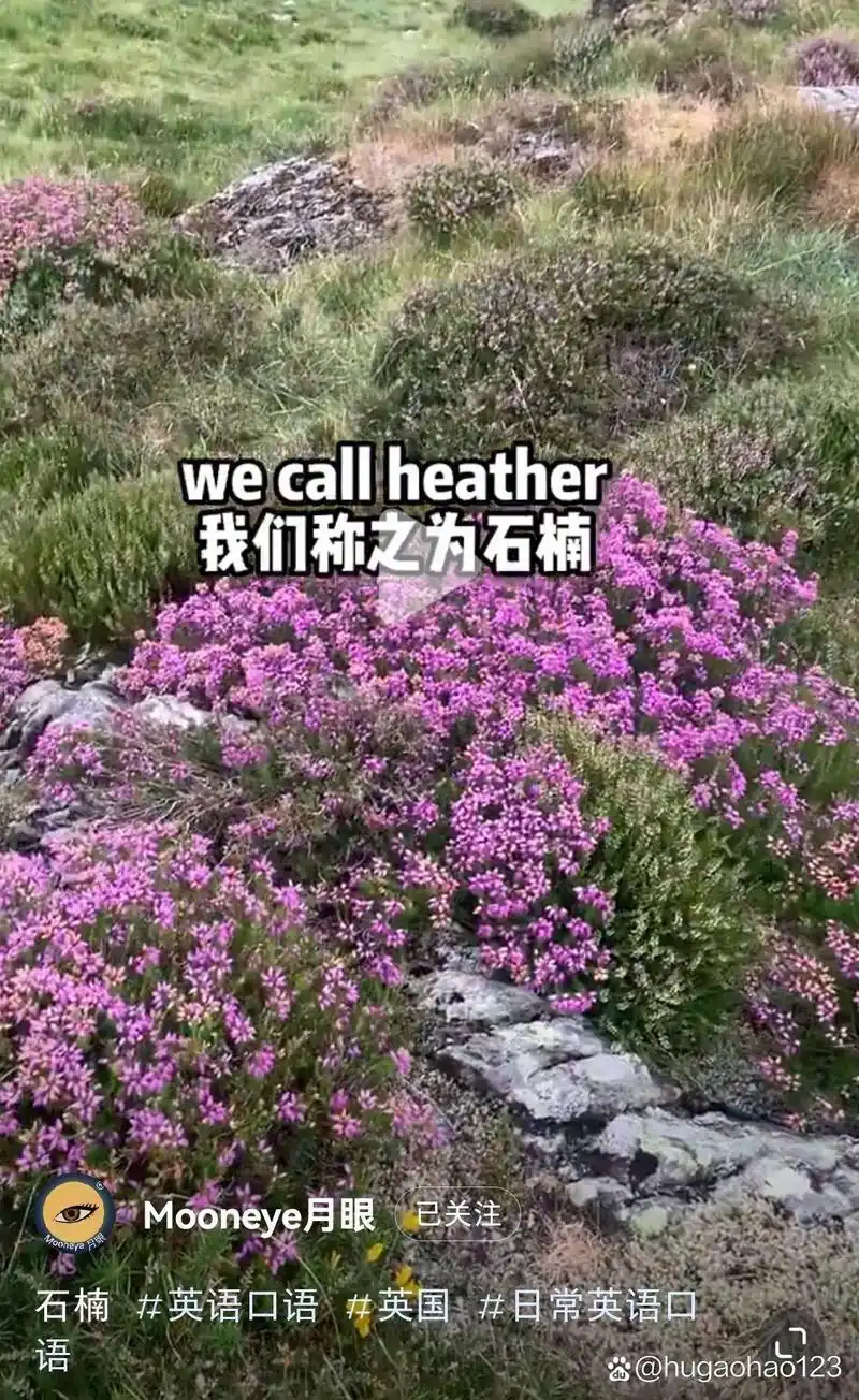 石楠花大约有几种呼啸山庄中的石楠花heather指的是哪一种