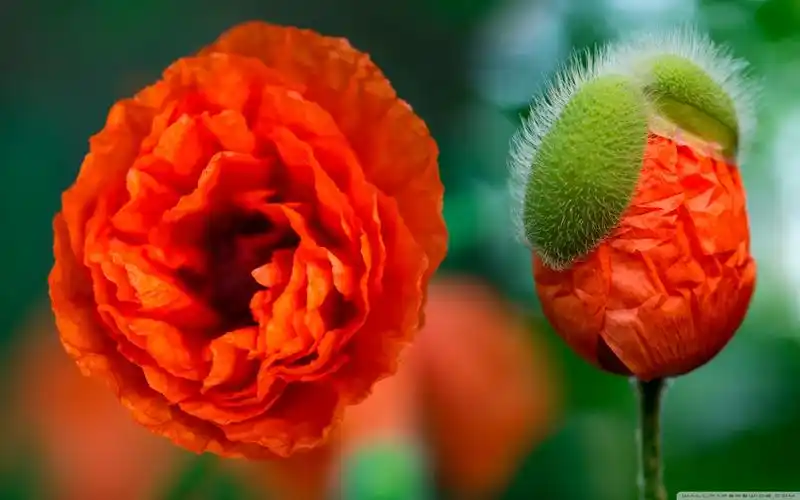 清新大自然唯美花儿经典高清图片电脑桌面壁纸下载