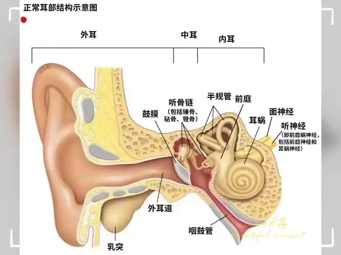 了解耳朵内部结构图