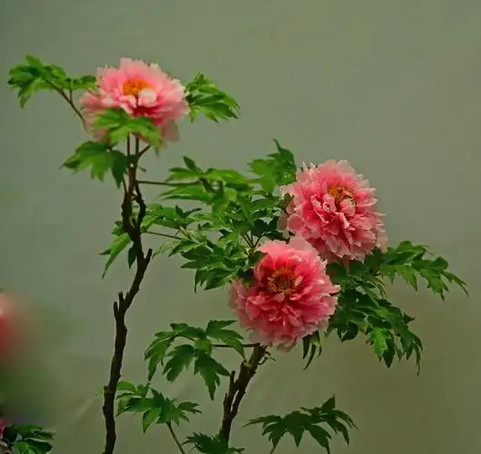 牡丹花与北红鸟